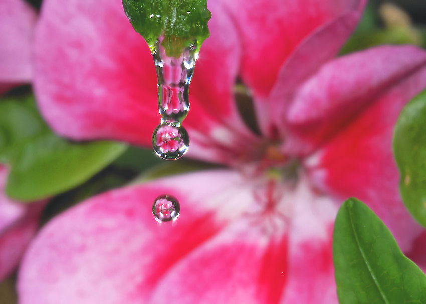 Sfocato......nitido?.....ambedue.....